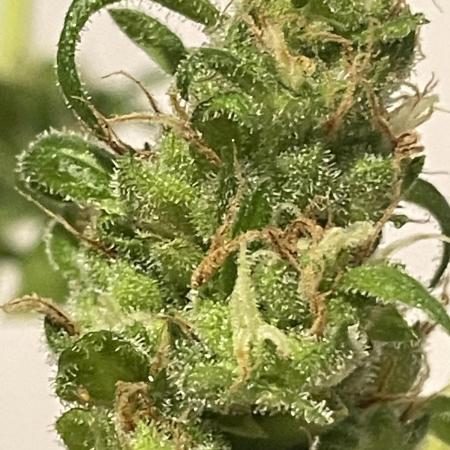 Micro Growing : LSD-25 Auto