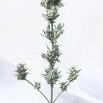 Micro Growing : Grapefruit Auto