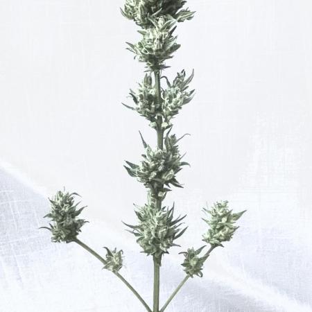 Micro Growing : Grapefruit Auto