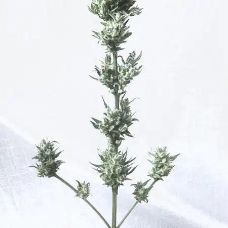 Micro Growing : Grapefruit Auto
