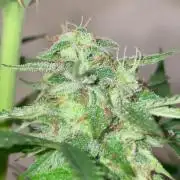 Micro Growing : Trainwreck Auto