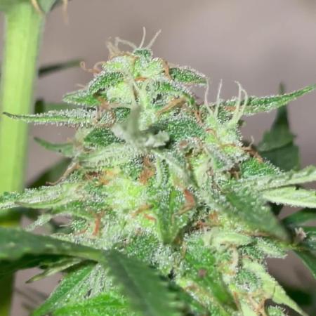 Micro Growing : Trainwreck Auto