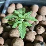 Black Cherry Punch ~ Mother + Seeds