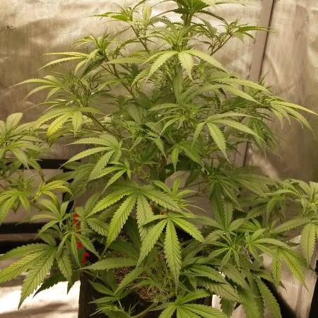 Sweet Bourbon Kush Auto