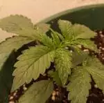 Auto skywalker haze