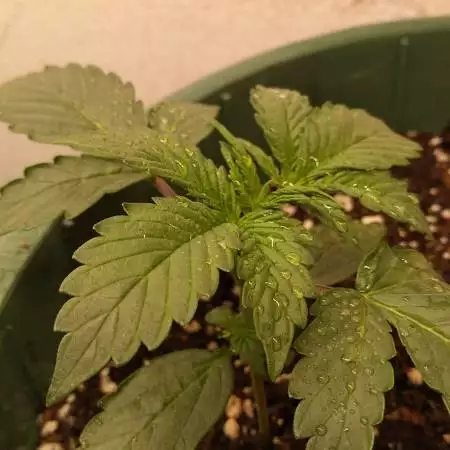 Auto skywalker haze