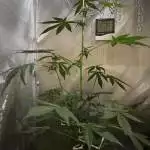 Purple Mazar Auto - 1st cannabis grow