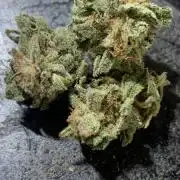 Project Z (Exotic Genetix)