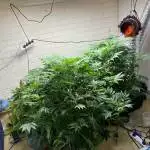 Original Grape 48