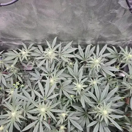 Garlic Budder