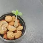 Gorilla Glue Auto-Report