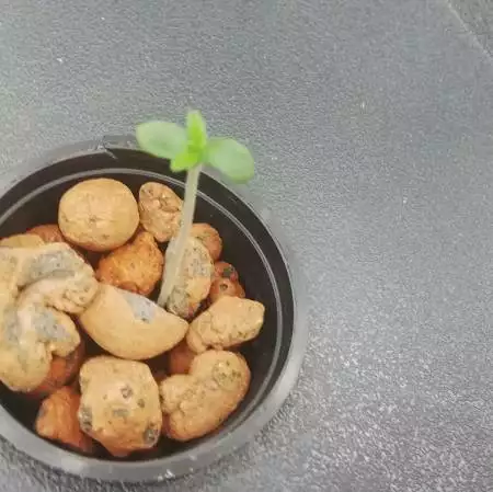 Gorilla Glue Auto-Report