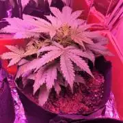 Critical Purple Auto 1st 