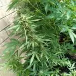 Jays outdoor op 1#