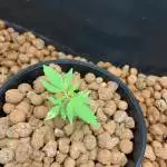 Lemmon freebee from seedsman