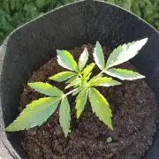 Ghost Train Haze Auto