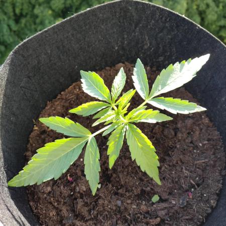Ghost Train Haze Auto