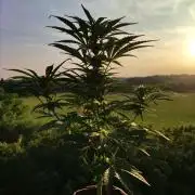 Auto Red Tropicana Cookies