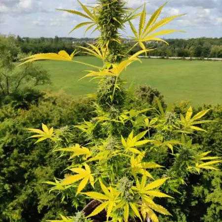 Auto Candy Bubatz XL