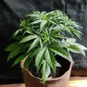 Neville's Rose Auto