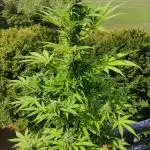 Auto Candy Bubatz XL