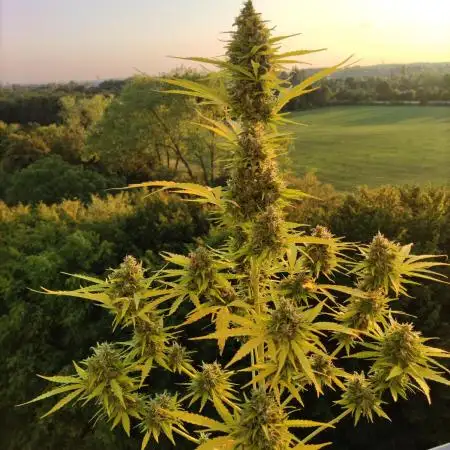 Lemonberry Haze Auto