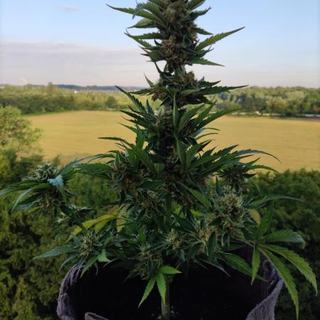 Auto Moon Rock ( In & Outdoor )