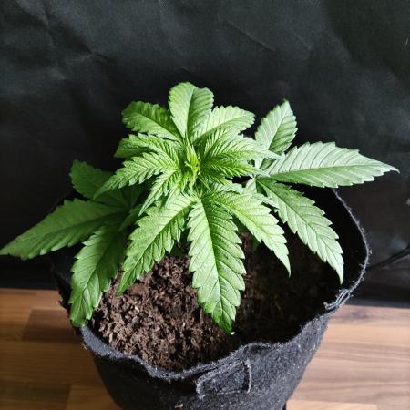 Kilimanjaro
