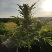 Creamzilla Auto ( In & Outdoor )
