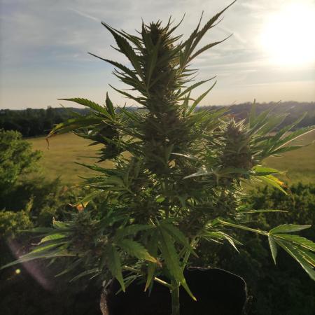 Creamzilla Auto ( In & Outdoor )