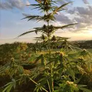 Durban Poison Autoflower