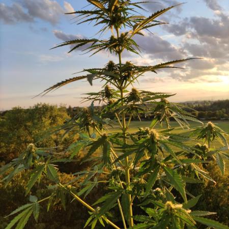 Durban Poison Autoflower
