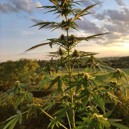 Durban Poison Autoflower