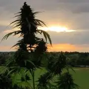 Durban Poison Autoflower