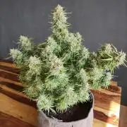 Auto Cinderella Jack
