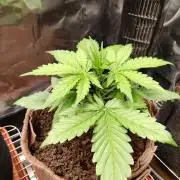 Neville's Rose Auto