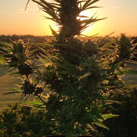 Creamzilla Auto ( In & Outdoor )