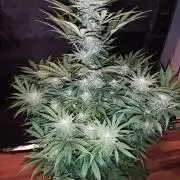 White Widow  X  The Ultimate