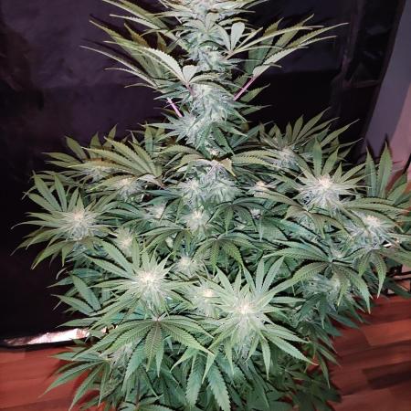 White Widow  X  The Ultimate