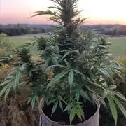 Ghost Train Haze Auto