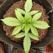 Killer Kush F1 Fast Version