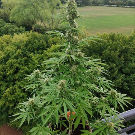 Strawberry Haze Auto