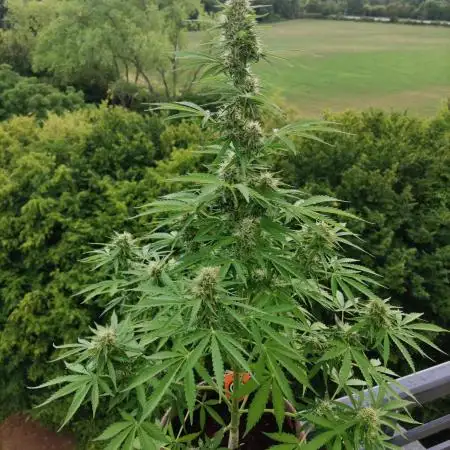 Strawberry Haze Auto