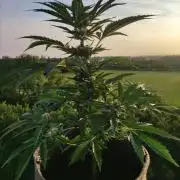 Auto Moon Rock ( In & Outdoor )
