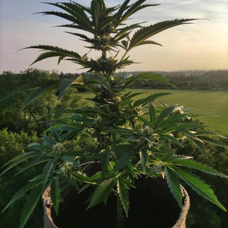 Auto Moon Rock ( In & Outdoor )