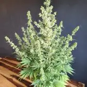 White Widow  X  The Ultimate