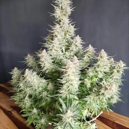 Sugar Black Rose