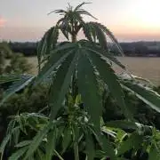 Durban Poison Autoflower
