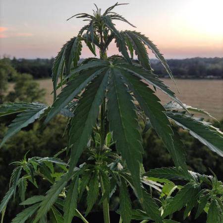 Durban Poison Autoflower
