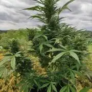 Ghost Train Haze Auto